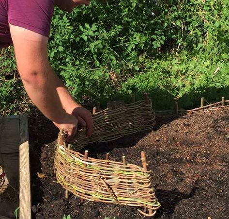 How-To Build Woven Wattle Edging — Bee Better Naturally with Helen Yoest Waddle Fence, English Garden Design, Hudson Homes, Growing Veggies, Community Garden, Family Garden, Colonial Williamsburg, Garden Edging, Raised Bed