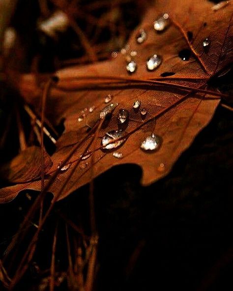 Aesthetic Photo Brown, Brown Eyes Aesthetic, Pretty Brown Eyes, Drops Of Water, Autumn Magic, Fall Spices, Color Cafe, Aesthetic Photography Nature, New Month