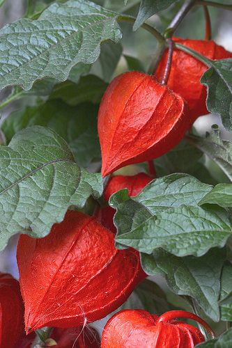 Physalis Alkekengi, Chinese Lantern Plant, Chinese Lanterns Plant, Chinese Lantern, Unusual Flowers, Chinese Lanterns, Rare Flowers, Exotic Fruit, Seed Pods