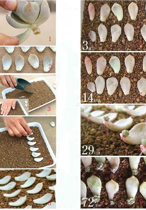 Kaktus Dan Sukulen, Making Resin Jewellery, Propagating Succulents, Succulent Gardening, Mind Up, Succulent Terrarium, Cactus Y Suculentas, Creating Jewelry, Types Of Yarn