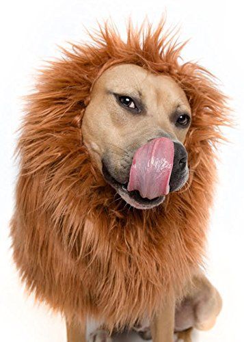 Lion Mane Costume and Big Dog Lion Mane Wig - Large Dog Costumes by Pet Krewe *** Click image for more details. Big Dog Costumes, Dog Lion Costume, Lion Outfit, Large Dog Costumes, Dog Lion Mane, Dog Costume Ideas, Lion Halloween, Shetland Sheepdog Blue Merle, Dog Halloween Costume