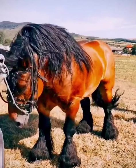 Giant Romanian draft horse the beauty of nature | The beauty of nature | Draft Horse, The Beauty Of Nature, Draft Horses, The Beauty, Natural Beauty, Horses, Animals, Beauty, Nature