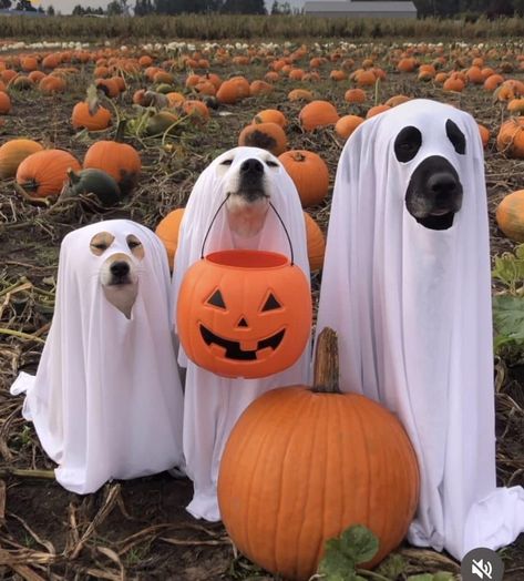 Dog Pumpkin Carving Ideas, Halloween Dog Photoshoot, Dog Pumpkin Carving, Pumpkin Carving Ideas Easy, Puppy Halloween Costumes, Halloween Pets, Stencils Patterns, Fall Collage, Halloween Puppy