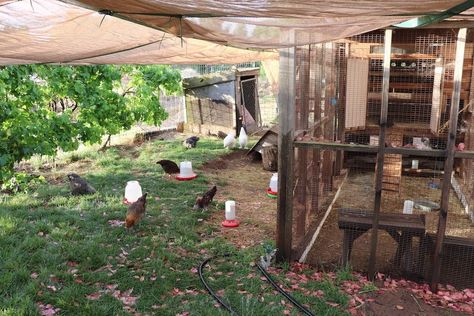 What To Plant In A Chicken Run, Vines To Grow On Chicken Coop, Plants Inside Chicken Run, Chicken Run With Hardware Cloth, Walking Chickens On Leash, Climbing Flowering Vines, Plants For Chickens, Pumpkin Vine, Growing Raspberries