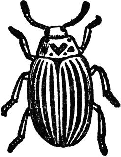 Colorado Beetle Bug Simple Drawing, Beetle Tattoo Design Simple, Simple Insect Drawing, Beetle Drawing Cute, Insect Line Art, Simple Beetle Tattoo, Simple Bug Drawing, Insect Drawing Simple, Small Beetle Tattoo