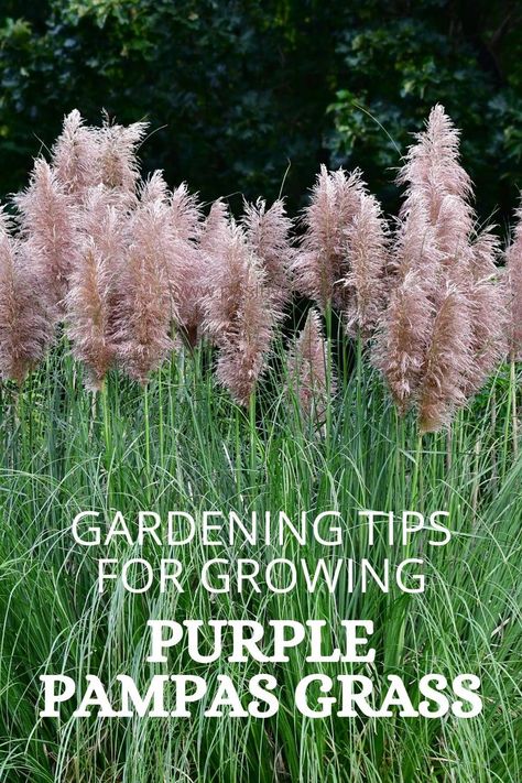 Check out these tips and tricks for growing purple pampas grass and discover some interesting facts about this gorgeous ornamental plant. Purple Pampas, Purple Pampas Grass, Peperomia Plant, Alocasia Plant, Some Interesting Facts, Calathea Plant, Prayer Plant, Pothos Plant, Jade Plants