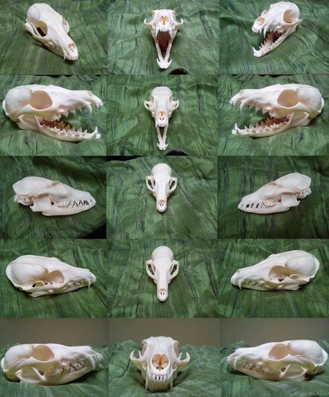 Fox Skull, Skull Anatomy, Anatomy Bones, Skull Reference, Animal Skeletons, Taxidermy Art, Vulture Culture, Animal Study, Natural Curiosities