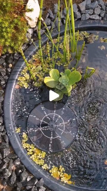 Diy Pond, Eco Garden, Small Pond, Small Ponds, Slug, Enjoying The Sun, Tiny Living, Water Plants, Water Flow