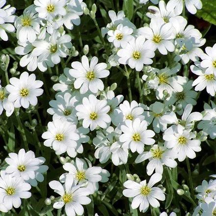 Buy Perennials - Flower colour: White, How much sun: Sun - Delivery by Crocus Drought Tolerant Trees, Covered Backyard, Perennial Ground Cover, Dog Urine, Snow In Summer, Best Perennials, Gravel Garden, Garden Care, Flowers Perennials