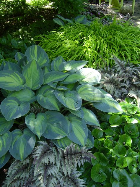 beautiful blend of hosta, ferns, wild ginger and grasses Japanese Painted Fern, Japanese Forest, Shade Garden Plants, Hosta Gardens, Ultimate Garage, Famous Gardens, Have Inspiration, Garden Pictures, Woodland Garden