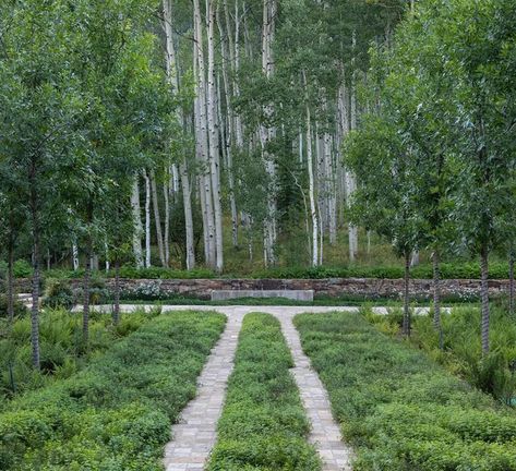 Mike Albert on Instagram: "Textured drifts of sweet woodruff, fern, and thimbleberry plantings extend the natural forest into the cultivated garden. 🌿 . . Architecture: @eigelberger_architecture Landscape Architecture: @designworkshop Contractor: @brikor_associates Landscape Contractor: Down to Earth Photographer: @brandonhuttenlocher . . #aspen #colorado #dreamhome #nature #landscape #architecture #mountain #home #garden #design #green #plant #forest #woodland" Architecture Mountain, Sweet Woodruff, Natural Forest, Architecture Landscape, Aspen Colorado, Garden Architecture, Home Garden Design, Sea Moss, Mountain Home