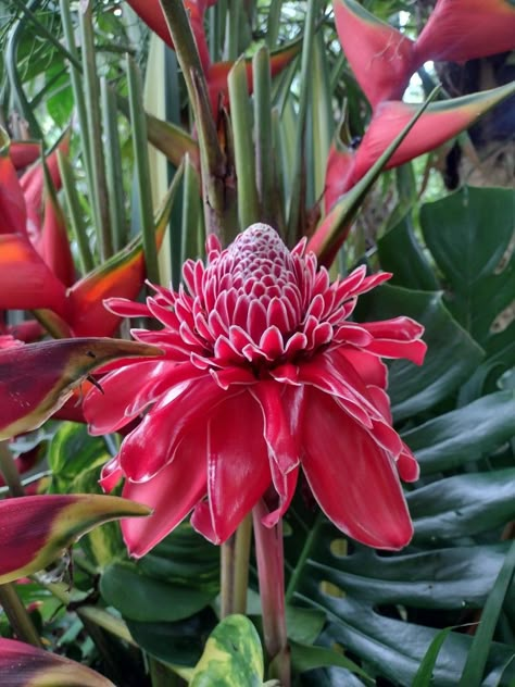 Red flower wallpaper natural diferent Tropical Flowers Photography, Red Ginger Flower, Rainforest Flowers, Flower Bouquet Painting, Rainforest Plants, Australian Native Garden, Ginger Flower, Lovely Flowers Wallpaper, Nothing But Flowers