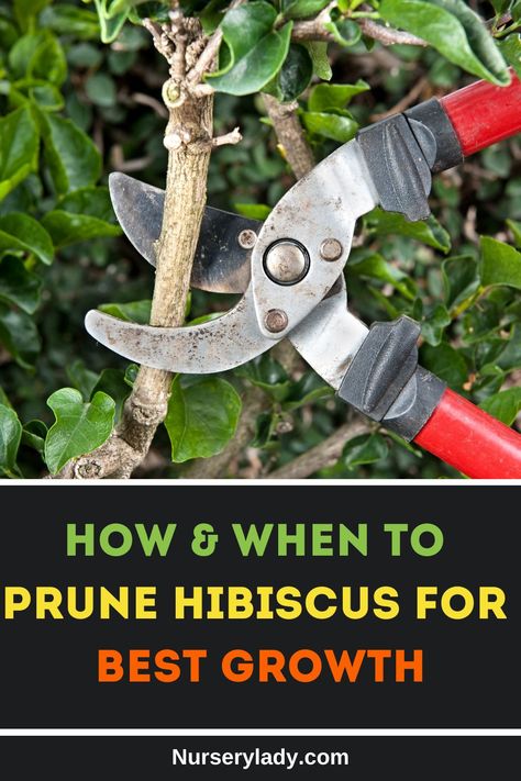 How to prune hibiscus, 
pruning hibiscus plants, 
hibiscus care tips,
best pruning techniques for hibiscus, 
step-by-step hibiscus pruning guide, 
hibiscus plant maintenance, 
hibiscus trimming methods, 
hibiscus pruning season,
 hibiscus flower care, 
hibiscus garden tips Growing Hibiscus From Cuttings, Pruning Hibiscus Bush, Propagating Hibiscus From Cuttings, Planting Hibiscus In Ground, Hibiscus Care Outdoors, Hibiscus Landscaping Ideas, Hardy Fuschia, Hibiscus Tree Care, Hibiscus Fertilizer