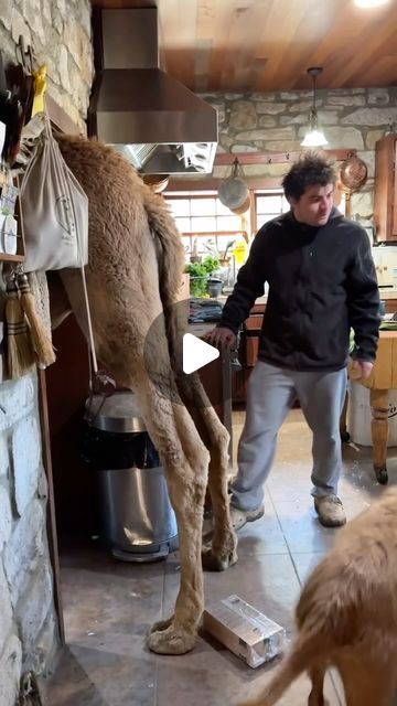 Rancho Grande on Instagram: "When you have a camel and forget to lock the kitchen door" Animals Having Fun, Crazy Animals Funny, Funny Camels, Funny Donkey Pictures, Funny Animals Pics, Unusual Pets, Funny Animal Pics, Funny Animals Videos, Dog Haircut