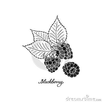 blackberry-black-white-berries-hand-drawn-flat-image-vector-illustration-white-background Blackberry Sketch, Tattoo Future, Ornamental Art, White Berries, Beadwork Designs, Image Vector, Blackberry, Bead Work, White Background