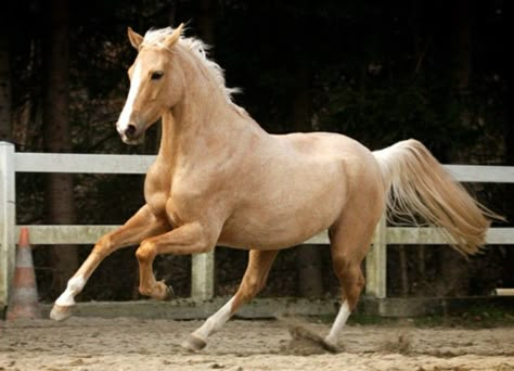 Palomino Horse Aesthetic, Buckskin Horse, Horse Markings, Palomino Horse, Rodeo Horses, Dream Horse, Horse Boarding, Horse Aesthetic, Most Beautiful Horses