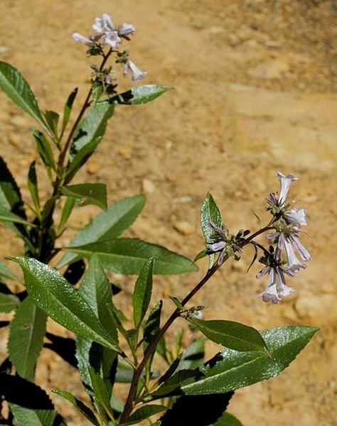 Health Benefits of Yerba Santa (Eriodictyon Californicum) - Superfood Journal Yerba Santa Smudge Benefits, Yerba Santa Benefits, Herbal Materia Medica, Yerba Mate Magical Properties, Smooth Muscle Tissue, Bistorta Officinalis, Cold Or Allergies, Yerba Santa, Dry Mouth