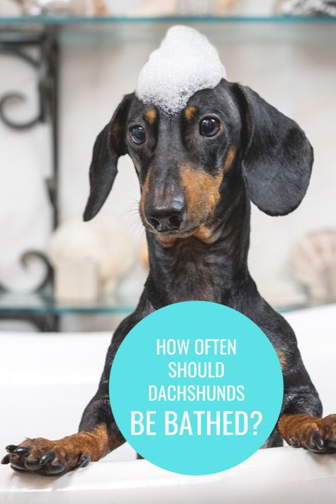 Dachshund Humor, Short Haired Dachshund, Dachshund Facts, Best Dog Shampoo, Daschund Puppies, Dachshund Stuff, Dachshund Breed, Dachshund Pattern, Dachshund Puppy Miniature