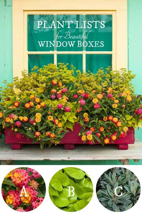 Lantana Flower, Window Box Plants, Window Box Garden, Plant Window, Window Box Flowers, Window Planters, Balcony Patio, Window Planter Boxes, Proven Winners