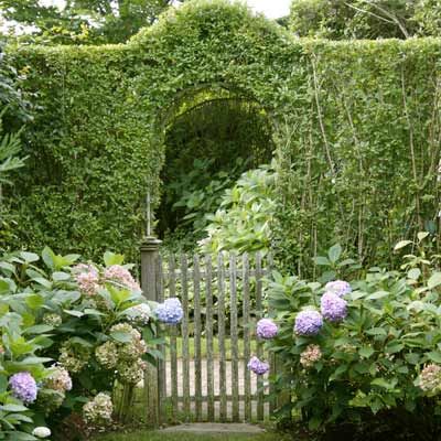 The Privet Hedge - This Old House Hedge Fence, Privet Hedge, Wooden Garden Gate, Concrete Path, Privacy Hedge, Garden Hedges, Living Fence, Corner Lot, Garden Gate