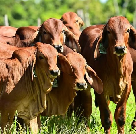 Brahman Cattle, Cattle Breeds, Mood Images, Cattle Farming, Sweet 16, Cow, Halloween, Quick Saves