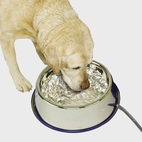 Essential Dog Winter Gear to Keep Your Pup Comfortable 2022 Pet Water Bowl, Dog Water Bowls, Silver Dog, Dog Store, Winter Gear, Winter Dog, Water Bowl, Outdoor Dog, Cat Bowls