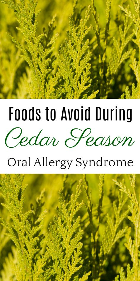 6 Foods to Avoid During Cedar Season, Oral Allergy Syndrome, Natural Health, Cedar Fever #allergies #oralallergysyndrome #naturalhealth Oral Allergy Syndrome Recipes, Cedar Fever Remedies, Cedar Fever, Itchy Eyes, Invasive Species, Itchy Skin, Oral Health Care, Foods To Avoid, Eco Friendly Living