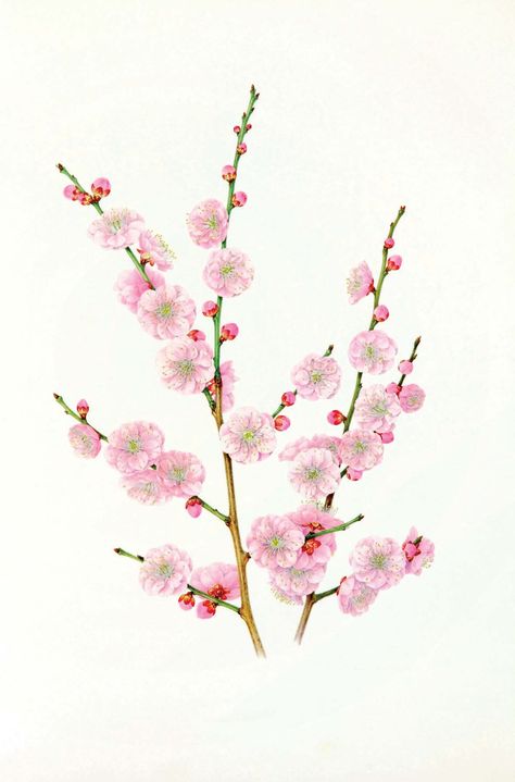 Mieka Ishikawa, Prunus mume 'Kenkyou' (Armeniaca mume), Watercolour on Fabriano paper, 16 3/8 x 12 1/8ins (41.5 x 30.5cm) Prunus Mume, Marjolein Bastin, James Webb, Ishikawa, Botanical Painting, Botanical Art, Flower Painting, Wedding Flowers, Pastel