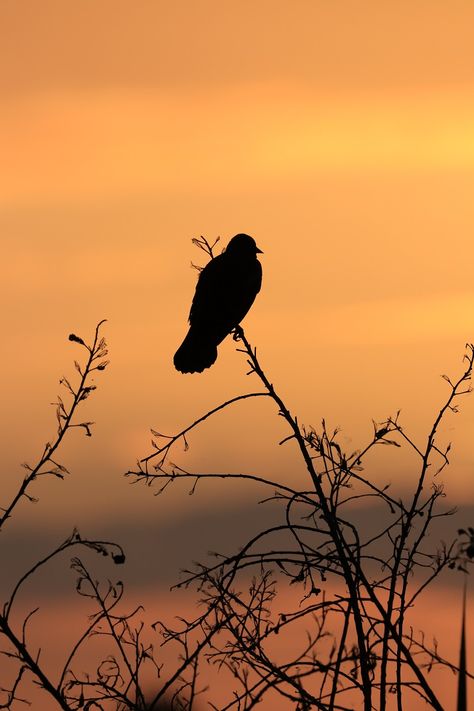 Bird Silhouette Photography, Shiloette Ideas Art, Silhouette Landscape Photography, Creative Silhouette Photography, Silouttes Photography, Sunset Silhouette Photography, Silhouette Photography Nature, Silhouette Photography Aesthetic, Jungle Bungalow