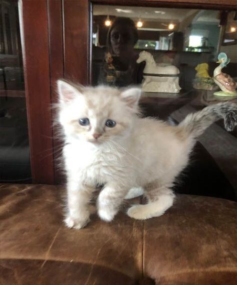 Ragdoll Cat Breeders, Cat Breeds Ragdoll, Cats For Adoption, Ragdoll Kittens For Sale, Ragdoll Kittens, Really Cute Puppies, Cat Breeder, Kittens For Sale, Ragdoll Kitten