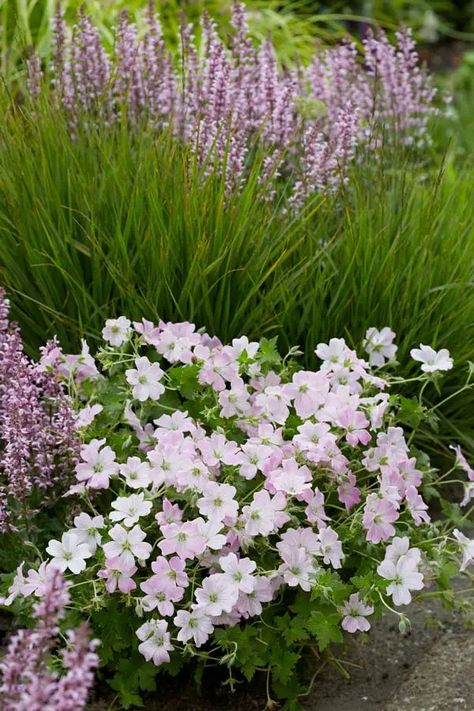 Geranium Dreamland: A Plant That Will Feed The Bees All Summer Long! Growing Geraniums, Front Yard Flowers, Geranium Rozanne, Purple Flowers Garden, Geranium Plant, Hardy Geranium, Rock Garden Plants, Geranium Flower, Front Garden Design