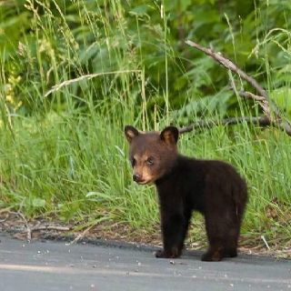 Teddy Bear Humor, Grizzly Bear Cub, Black Bears, Young Animal, Bear Pictures, Pretty Animals, Bear Cubs, Bear Art, Cute Animal Photos