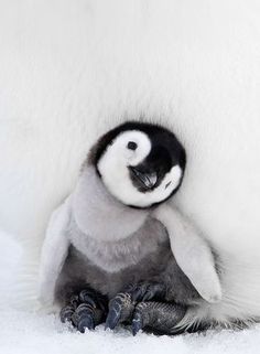 Penguin Awareness Day, Penguin Facts, Penguin Pictures, Baby Penguins, Baby Animals Funny, Expecting Baby, Cute Penguins