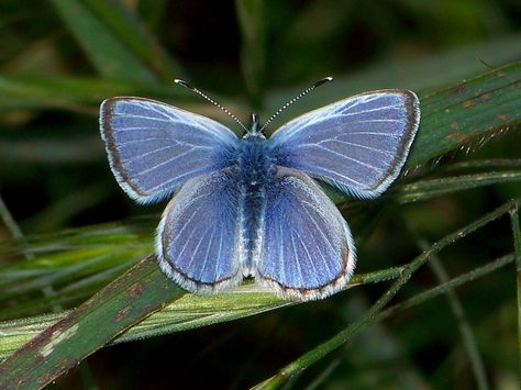 Palos Verdes blue butterfly Palos Verdes Blue Butterfly, Realistic Butterfly Tattoo, Blue Butterfly Tattoo, Nature Education, Beautiful Butterfly Pictures, Butterfly Books, Digital Museum, Butterfly Photos, Spots Pattern