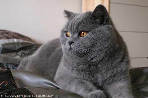 Blue british shorthair cat British Blue Cat, F2 Savannah Cat, Söt Katt, Russian Blue Cat, British Shorthair Cats, Beautiful Cat Breeds, Blue Cat, Russian Blue, British Shorthair