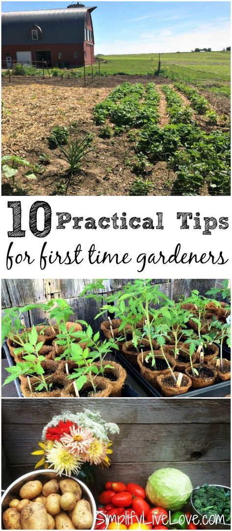 If you want to start your first garden but aren't sure where to start, these tips for first time gardeners will be a big help. Growing a garden can be very rewarding, but there are a few things you should consider before you start. Growing A Garden, First Garden, Aesthetic Header, Organic Vegetable Garden, Starting A Garden, Have Inspiration, Organic Gardening Tips, Hydroponic Gardening, Veggie Garden