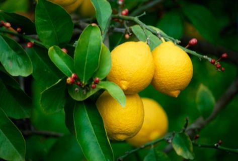 Indoor Lemon Tree, Eureka Lemon, Storing Lemons, Lemon Plant, Meyer Lemon Tree, Lemon Seeds, How To Grow Lemon, Lemon Trees, Lemon Leaves