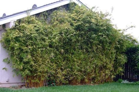 Alphonse Karr – Bambusa multiplex Golden Goddess Bamboo, Privacy Hedges, Hedge Plants, Clumping Bamboo, Australian Trees, Privacy Hedge, Forest Conservation, Plant Clips, Hedging Plants