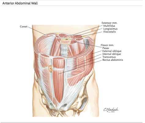 Abdominal Anatomy, Base Anatomy, Human Anatomy Picture, Medical Diagrams, Transversus Abdominis, Healing Diastasis Recti, Medicine Art, Muscle System, Sports Physical Therapy