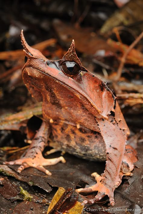 Horned Frog, Horned Frogs, Interesting Animals, Unusual Animals, About Animals, Fascinating Facts, Frog And Toad, Weird Creatures, Reptiles And Amphibians