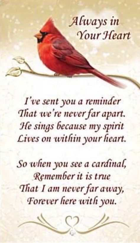 Cardinal Poems Heavens, Cardinal Sayings Quotes Heavens, Cardinal Memorial Quote, Cardinal Quotes Heaven, Cardinal Poem, Cardinal Quotes, Losing A Loved One Quotes, Mom In Heaven Quotes, Memory Quotes