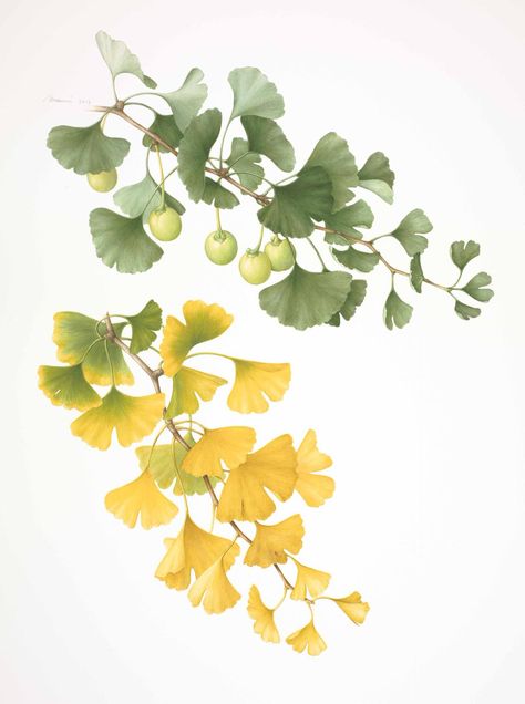 Ginko Tree Illustration, Ginko Leaves Painting, Ginkgo Watercolor, Ginkgo Art, Gardens Flowers, Botanical Leaves, Illustration Botanique, Leaf Drawing, Ginkgo Biloba