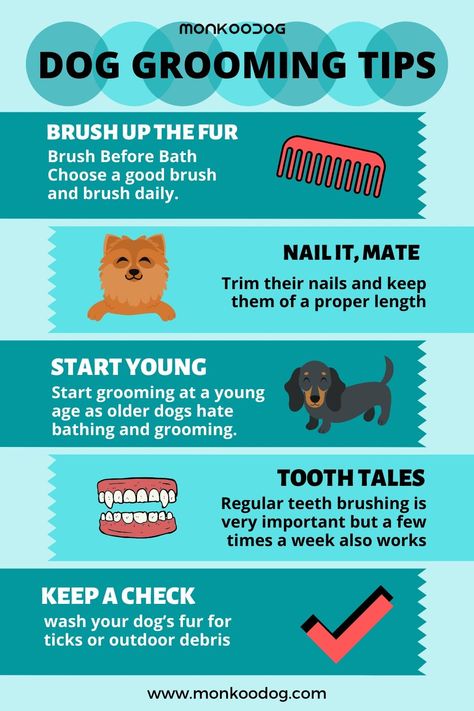 Keeping yourself prim and proper can be challenging, isn’t it? Getting your locks trimmed to the proper length, pruning those perfectly manicured nails, and waxing for that polished, smooth skin is exhausting. But when you spend a fortune and time for beautifying your pretty self, then why ignore the grooming of your lovely pooch?  #mymonkoodog #dopgroomingtips #monkoodog #howtogroomyourdog #infographic #doginfographic Bear Dogs, Vet Technician, Grooming Hacks, Tips For Dogs, Puppy Videos, Manicured Nails, Dog Remedies, Puppy Grooming, Newborn Puppies