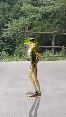 Dancing Frog, Thursday Humor, Funny Dancing, Dancing Animals, Good Morning Funny Pictures, Funny Animated Cartoon, Funny Cartoon Pictures, Funny Good Morning Quotes, Dancing Gif