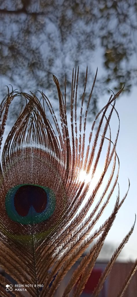 Peacock Feather, Krishna, Feathers