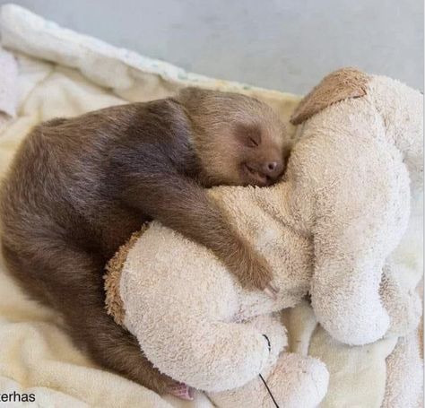 Pictures Of Sloths, Cute Sloth Pictures, Sloth Animal, Sloth Sleeping, Sloth Birthday, Sloth Life, Amazing Spiderman Movie, Sloths Funny, Sloth Lovers