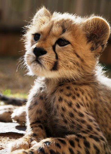 Baby Cheetah, Cheetah Cubs, Baby Cheetahs, Exotic Cats, Super Cute Animals, Pretty Animals, Cheetahs, Fluffy Animals, Cute Wild Animals