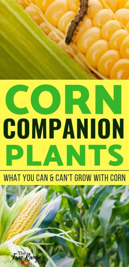 The Best Corn Companion Plants For Your Vegetable Garden Okra Companion Planting, Onion Companion Planting, Cucumber Companion Plants, Potato Companion Plants, Growing Sweet Corn, Companion Planting Guide, Companion Planting Chart, Companion Planting Vegetables, Growing Corn