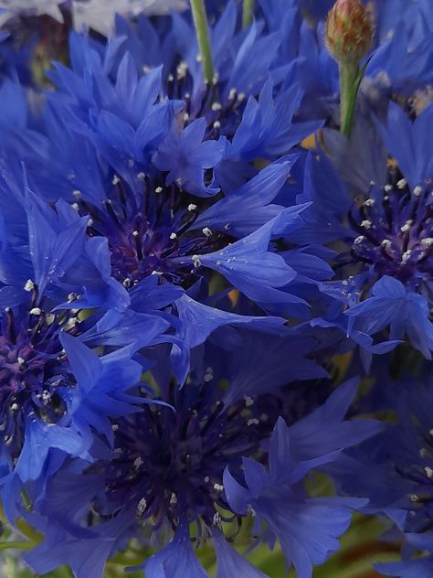 Indigo Flowers Aesthetic, Cornflower Aesthetic, Cornflower Blue Aesthetic, Bronze Aesthetic, Indigo Aesthetic, Cornflower Flower, Rainbow Wallpapers, Indigo Flowers, Indigo Flower