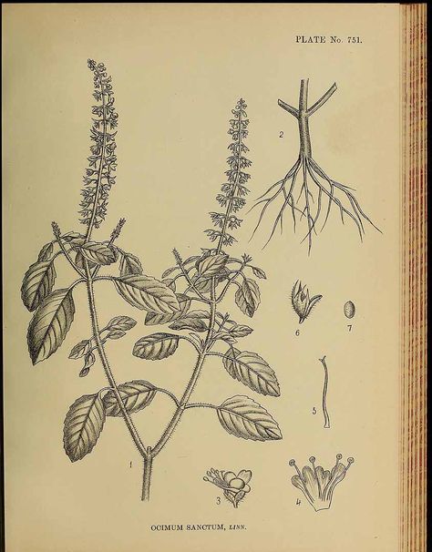 Ocimum Tenuiflorum, Tulsi Plant, Plant Activities, Candida Albicans, Plant Images, Holy Basil, K R, Urban Sketching, Old Book